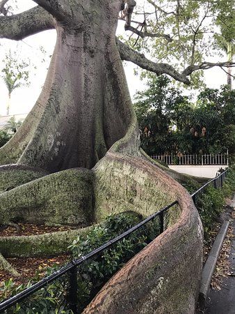 Giant Kapok Tree